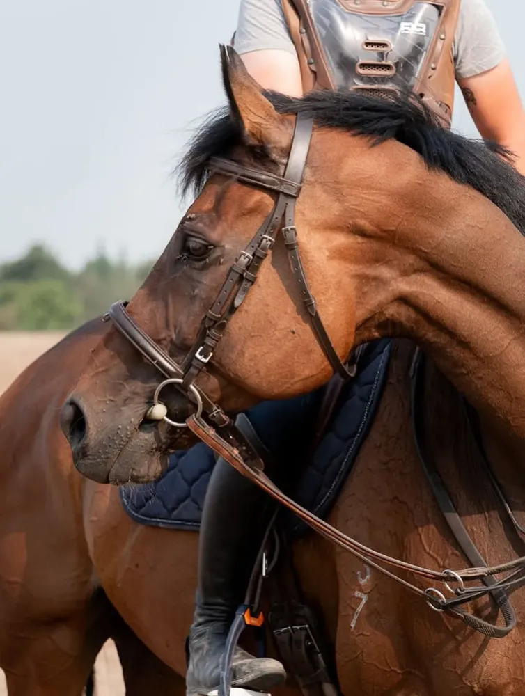 cheval-bai